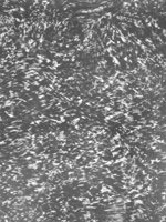 ba1149.jpg