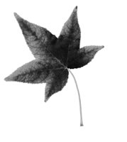 ba5045.jpg