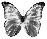 ba5011.jpg