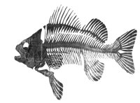 ba6421.jpg