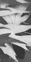 ba6415.jpg