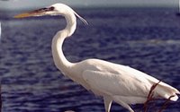 EGRET.GIF