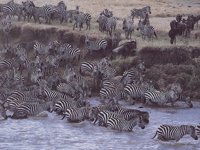 ZEBRAS.BMP