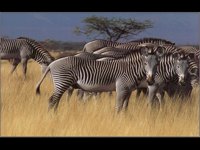 ZEBRAHI.BMP