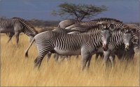 ZEBRA.BMP