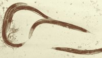 WORMS.BMP