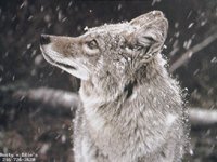 WOLF_G.BMP