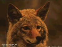 WILD_DOG.BMP