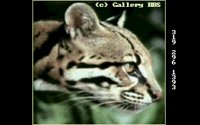WILDCAT.BMP
