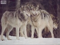 WILD27.BMP