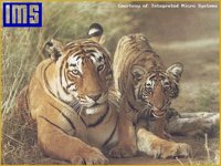 WILD14_I.BMP