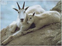 WILD12_I.BMP