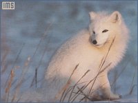 WILD11_I.BMP