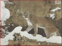 WILD03_I.BMP