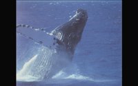 WHALE2.BMP