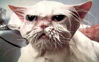 WETCAT2.BMP