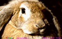 WABBIT.BMP