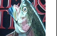 TROUT.BMP