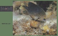 TROPFISH.BMP