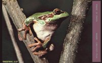 TREEFROG.BMP