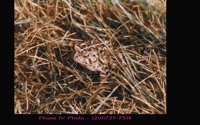 TOAD.BMP