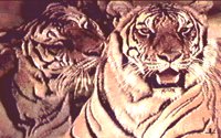 TIGERS.BMP