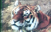 TIGER3.BMP