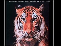 TIGER1.BMP