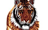 TIGER.BMP