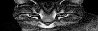 TABBY.BMP