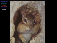 SQUIRREL.BMP