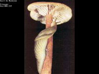 SNAIL001.BMP