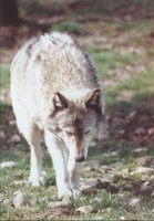 SLPYWOLF.BMP