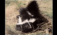 SKUNK.BMP
