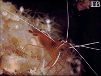 SHRIMP.BMP