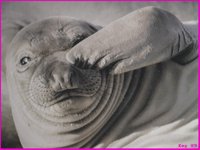SEAL.BMP