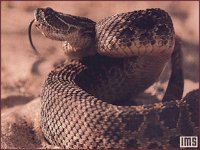 RSNAKE_1.BMP