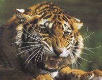 RL_TIGER.BMP