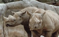 RHINOS.BMP