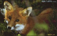 REDFOX.BMP