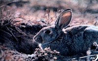 RABBIT2.BMP