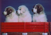 PYRPUPS.BMP