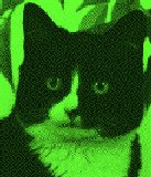 PUSSY.BMP