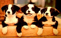 PUPS.BMP
