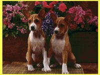 PUPPY9.BMP
