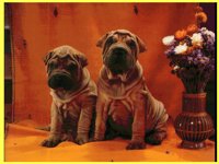 PUPPY8.BMP