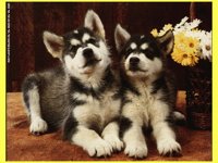 PUPPY11.BMP