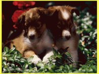 PUPPY10.BMP