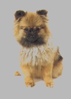 PUPPY.BMP