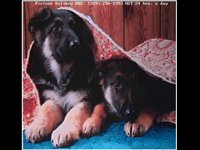 PUPPIES.BMP
